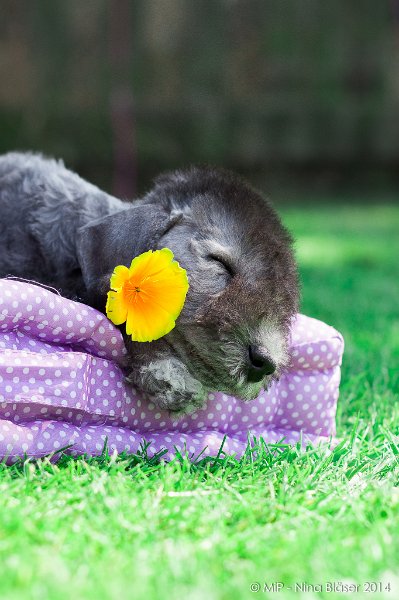 2014-07-03 Cherry-6984.jpg